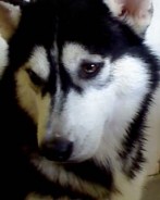 Fotos de perros