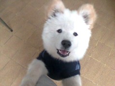 Fotos de perros