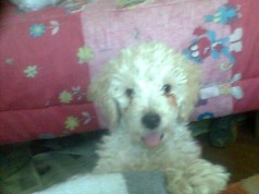 Fotos de perros