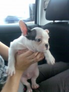 Fotos de perros