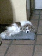 Fotos de perros