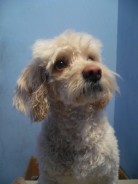 Fotos de perros
