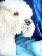 Fotos de perros