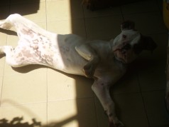 Fotos de perros