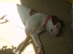 Fotos de perros