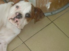 Fotos de perros