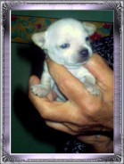 Fotos de perros