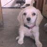nena