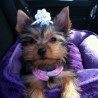 chiqui
