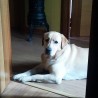homer