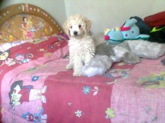 Fotos de perros