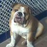 Vito