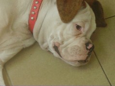Fotos de perros