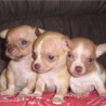 cuidar cachorros chihuahua para realojamiento 