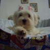 Muñeka