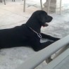 tyson