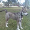 Neron