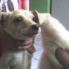 chiqui