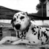 Pongo