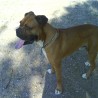 spike