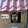 Bolt