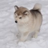 Akira