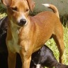 CHULI