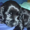 cuca