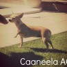 Caneela