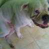 Aquiles