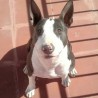 balto