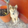 Layka