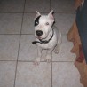 tyson (taison)