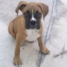 kofy
