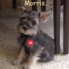 Morris