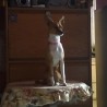 bamby