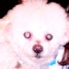casper
