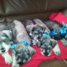 bebes