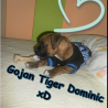 Gojan Tiger Dominic