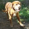 Golfo