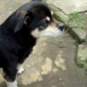 Huezo