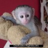bebé monos