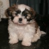 Pancho