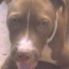 perla
