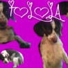 Tolola