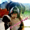 Pucca