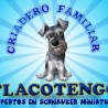 criadero de schnauzer tlacotengo