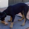 Ubaldo