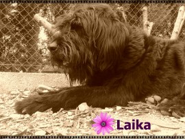 Laika