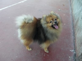 Mico